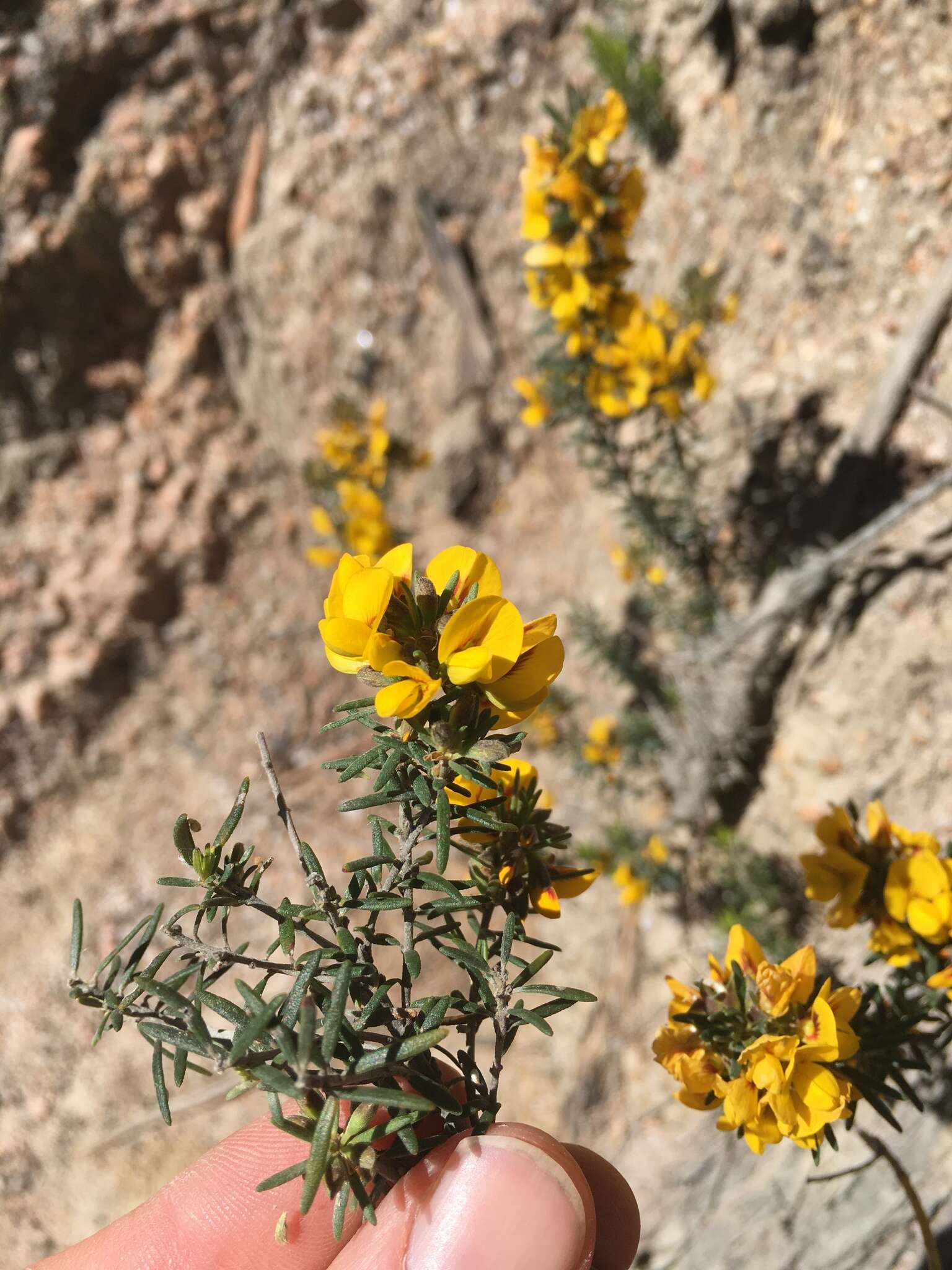 Image of Aotus ericoides (Vent.) G. Don