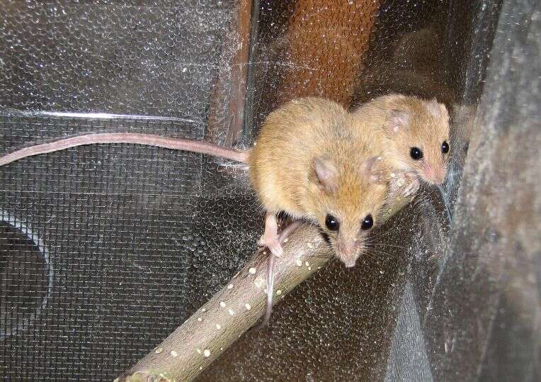 Image of Chestnut African Climbing Mouse