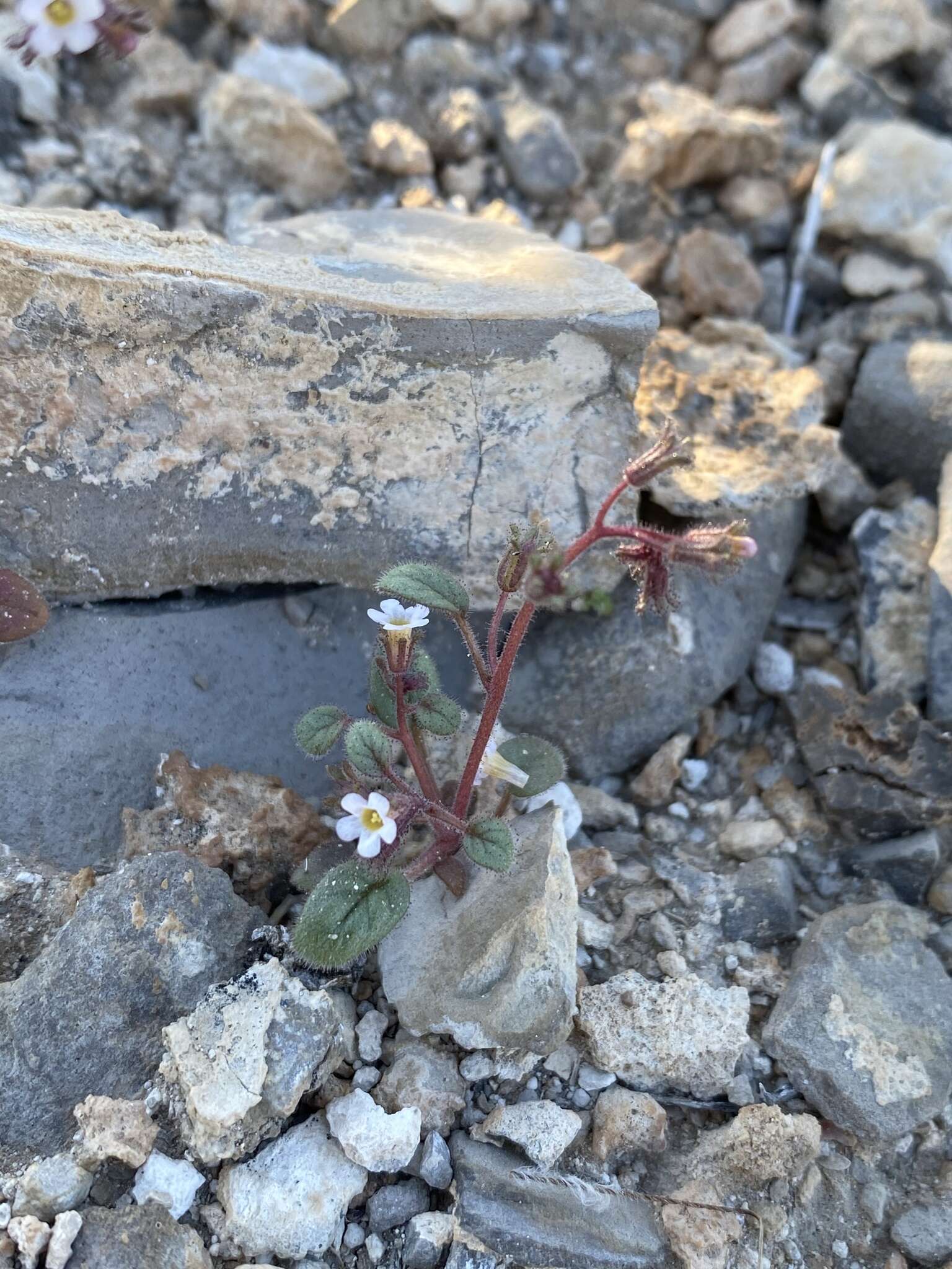 Phacelia barnebyana Howell的圖片