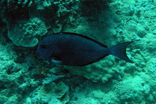 Image of Whitefin Surgeonfish