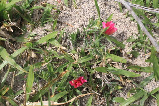 Image of Portulaca gilliesii Hook.