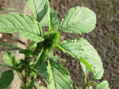 Image of redroot amaranth