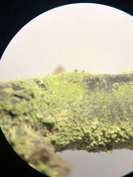 Image of needle lichen