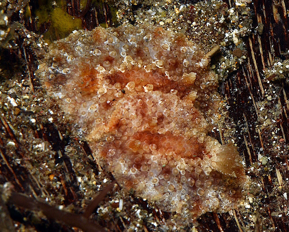 Image of Carminodoris bifurcata Baba 1993