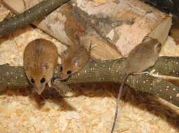 Image of Chestnut African Climbing Mouse