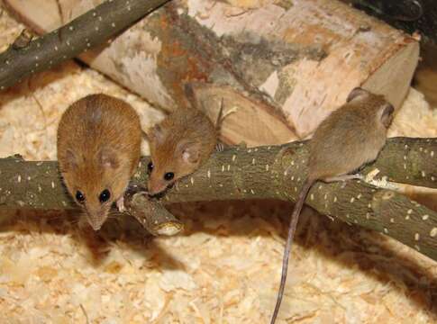 Image of Chestnut African Climbing Mouse