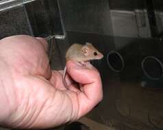 Image of Chestnut African Climbing Mouse