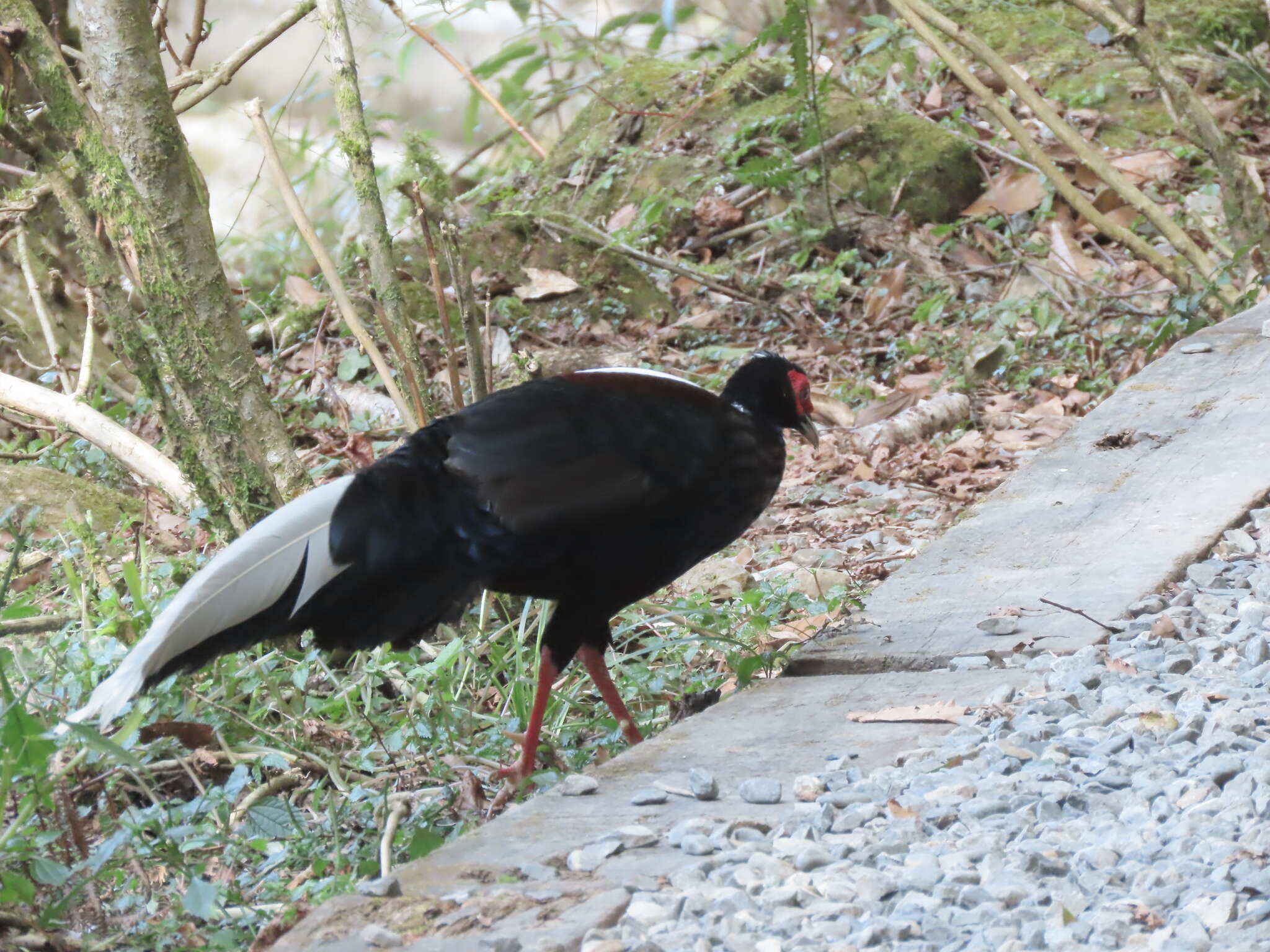 Image of Swinhoe's Pheasant