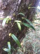 Image of Bulbophyllum retusiusculum Rchb. fil.