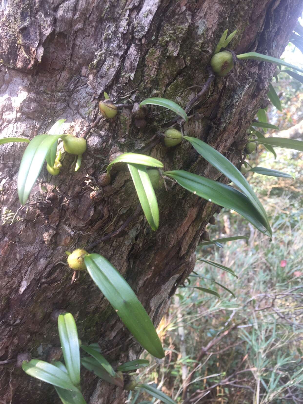 Image de Bulbophyllum retusiusculum Rchb. fil.