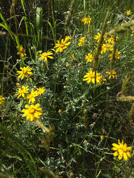 Image of common woolly sunflower