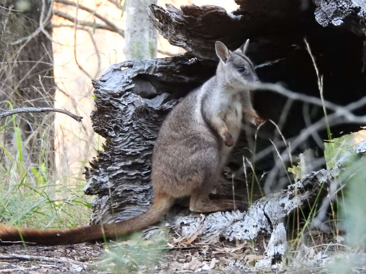 Image of Brush-tailed Rock Wallaby