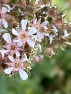 Image of smallflower horkelia