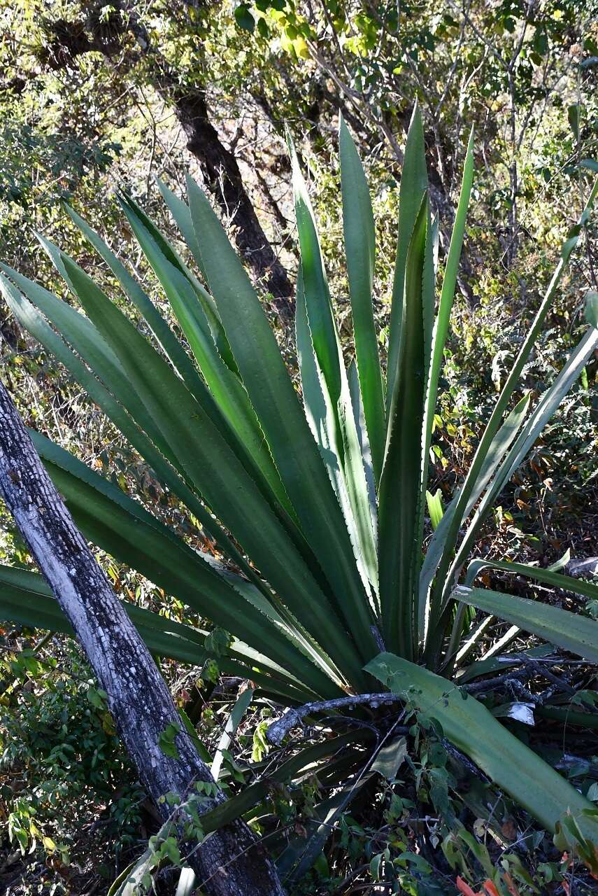 Furcraea guatemalensis Trel.的圖片