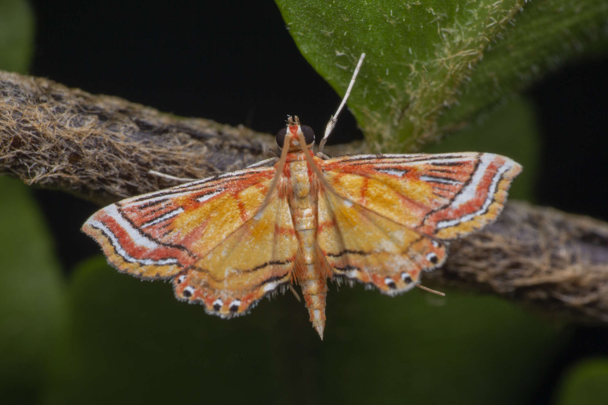 Image of Ambia decoralis Snellen 1900