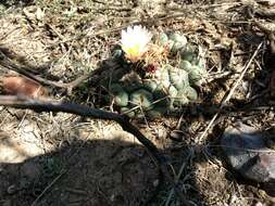 Image of Thelocactus hexaedrophorus (Lem.) Britton & Rose