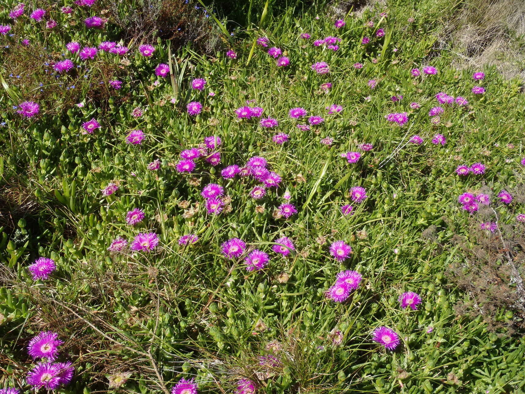 Image of Carpobrotus deliciosus (L. Bol.) L. Bol.