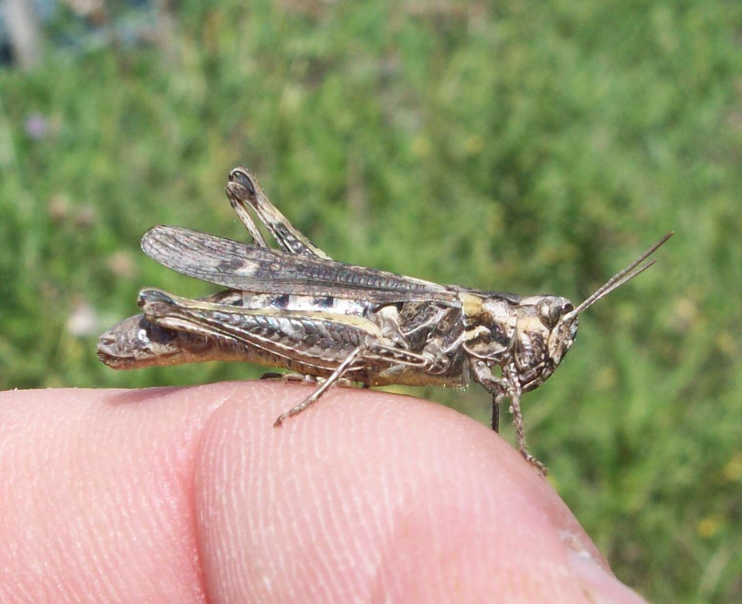 Image of Common Field Grasshopper