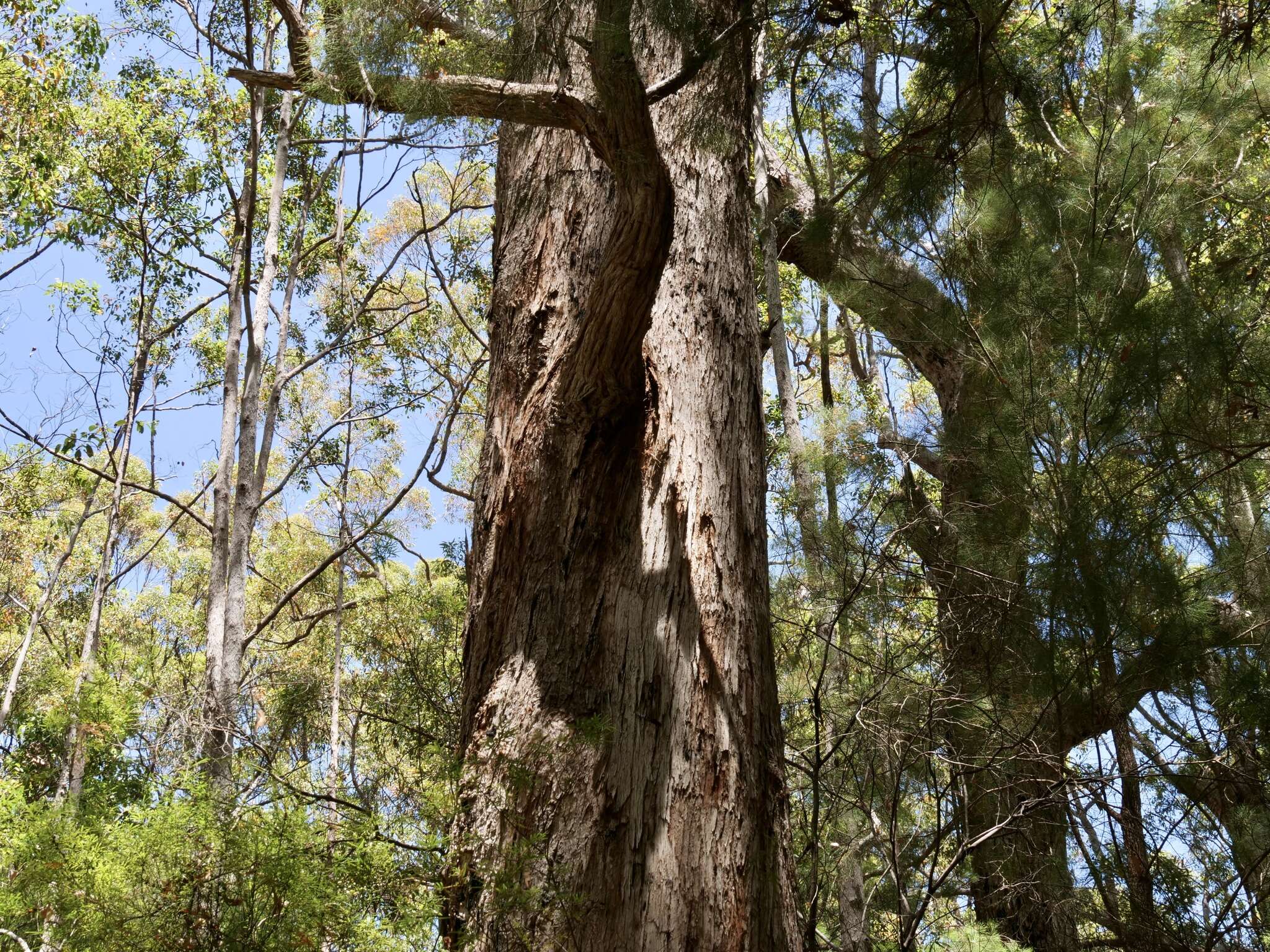 Image of Eucalyptus brevistylis Brooker