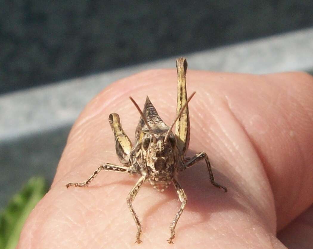 Image of Common Field Grasshopper