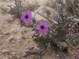 Sivun Erodium crassifolium (Forsk.) L'Hér. kuva