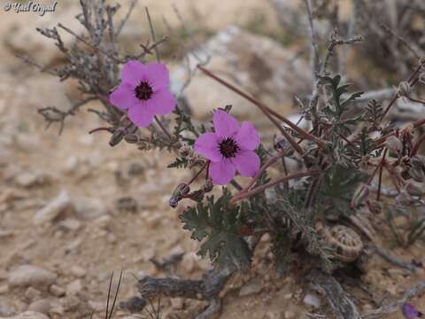 Sivun Erodium crassifolium (Forsk.) L'Hér. kuva