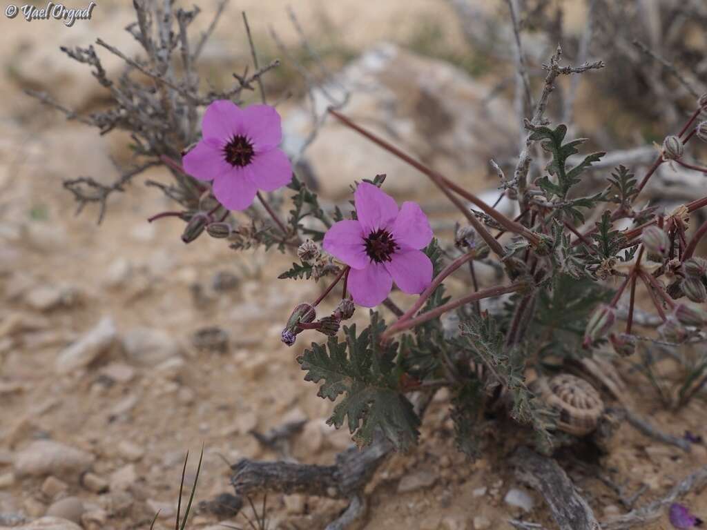 Sivun Erodium crassifolium (Forsk.) L'Hér. kuva