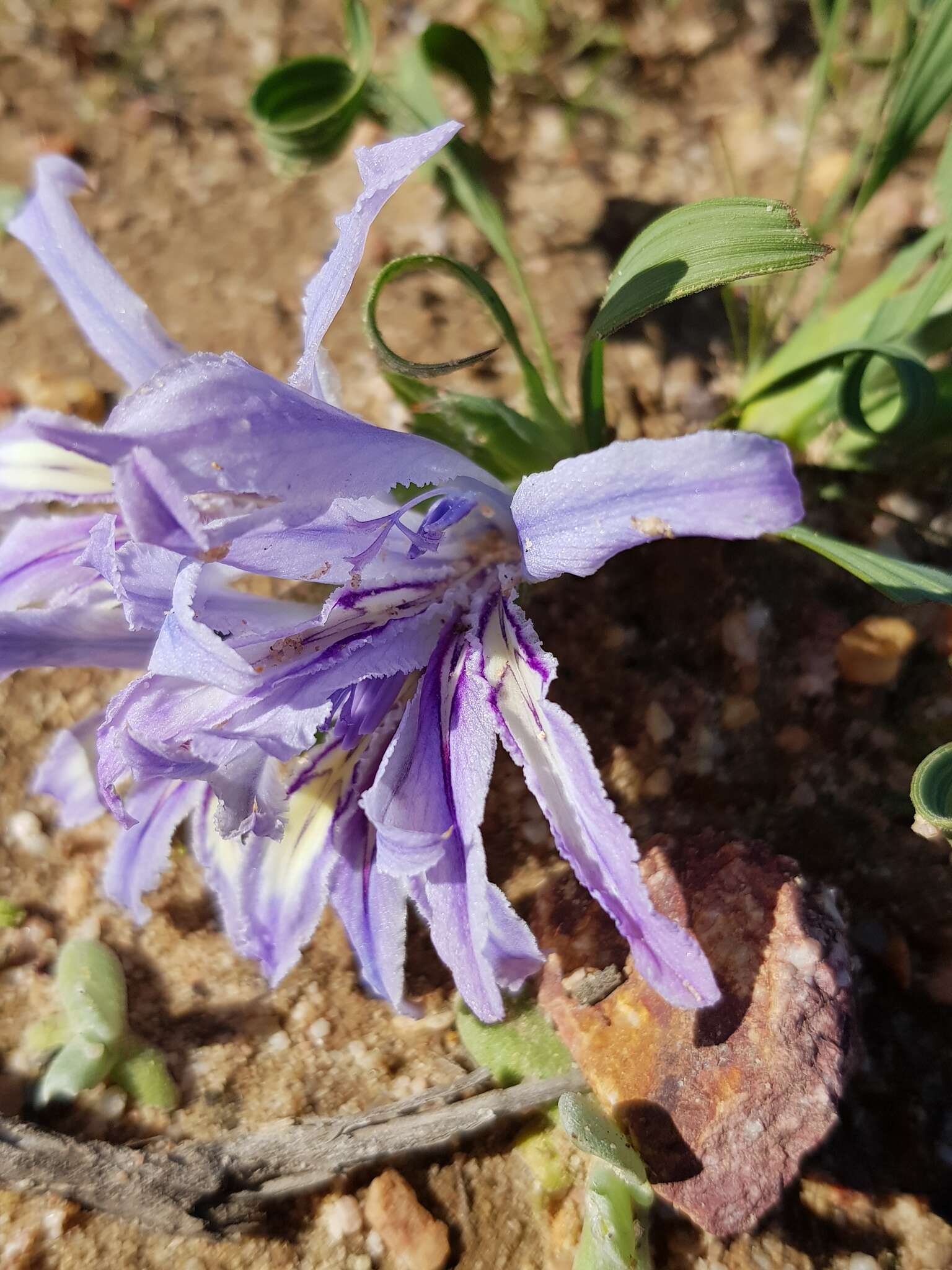 Babiana scabrifolia Brehmer ex Klatt resmi