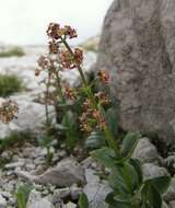 Image de Valeriana elongata Jacq.