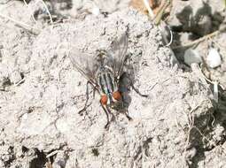 صورة Sarcophaga carnaria (Linnaeus 1758)