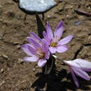 Слика од Colchicum doerfleri Halácsy