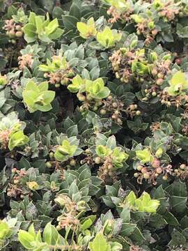 Image of San Bruno Mountain manzanita