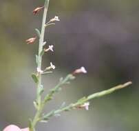 Image of Muraltia parvifolia N. E. Br.