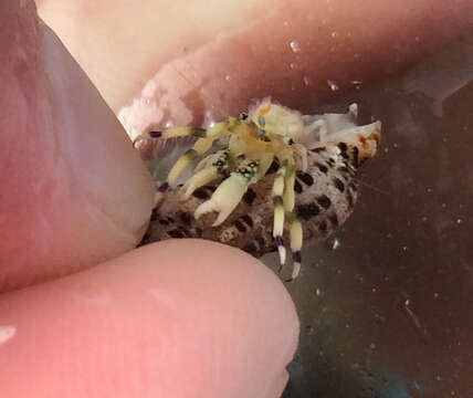 Image of green hermit crab