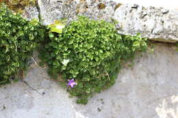 Image of Peach-leaf Bellflower