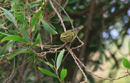 Image of Lemon-rumped Warbler