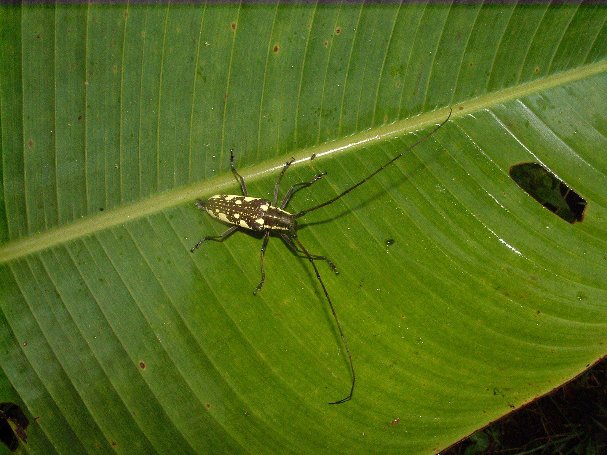 Слика од Neoptychodes cretatus (Bates 1872)