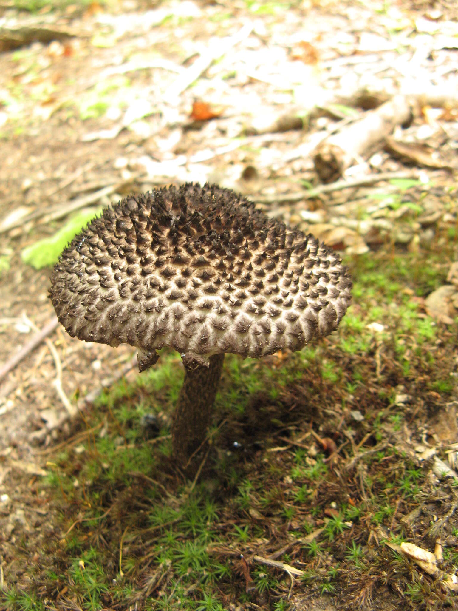 Слика од Strobilomyces strobilaceus (Scop.) Berk. 1851