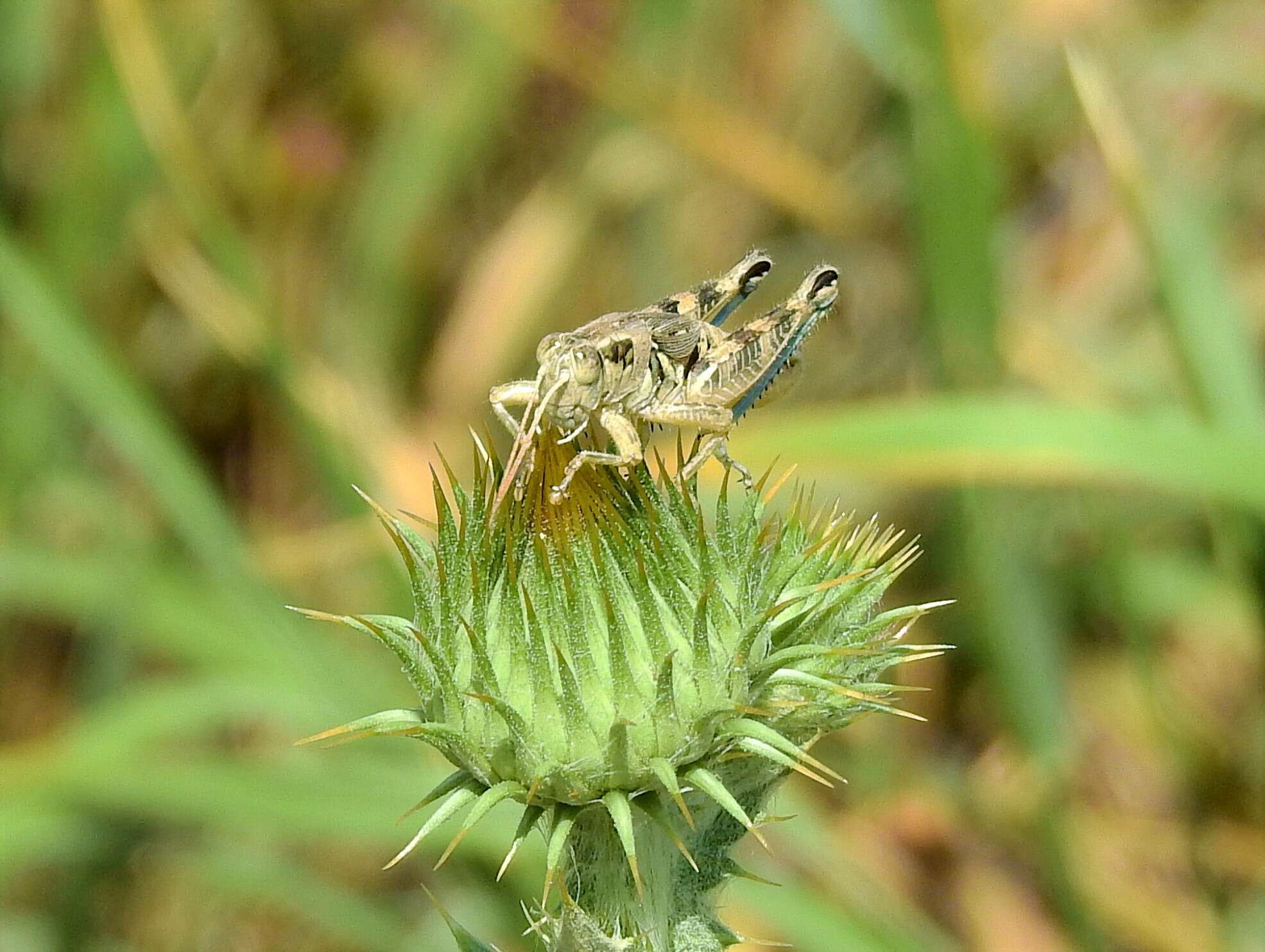 Image of Lakin Grasshopper