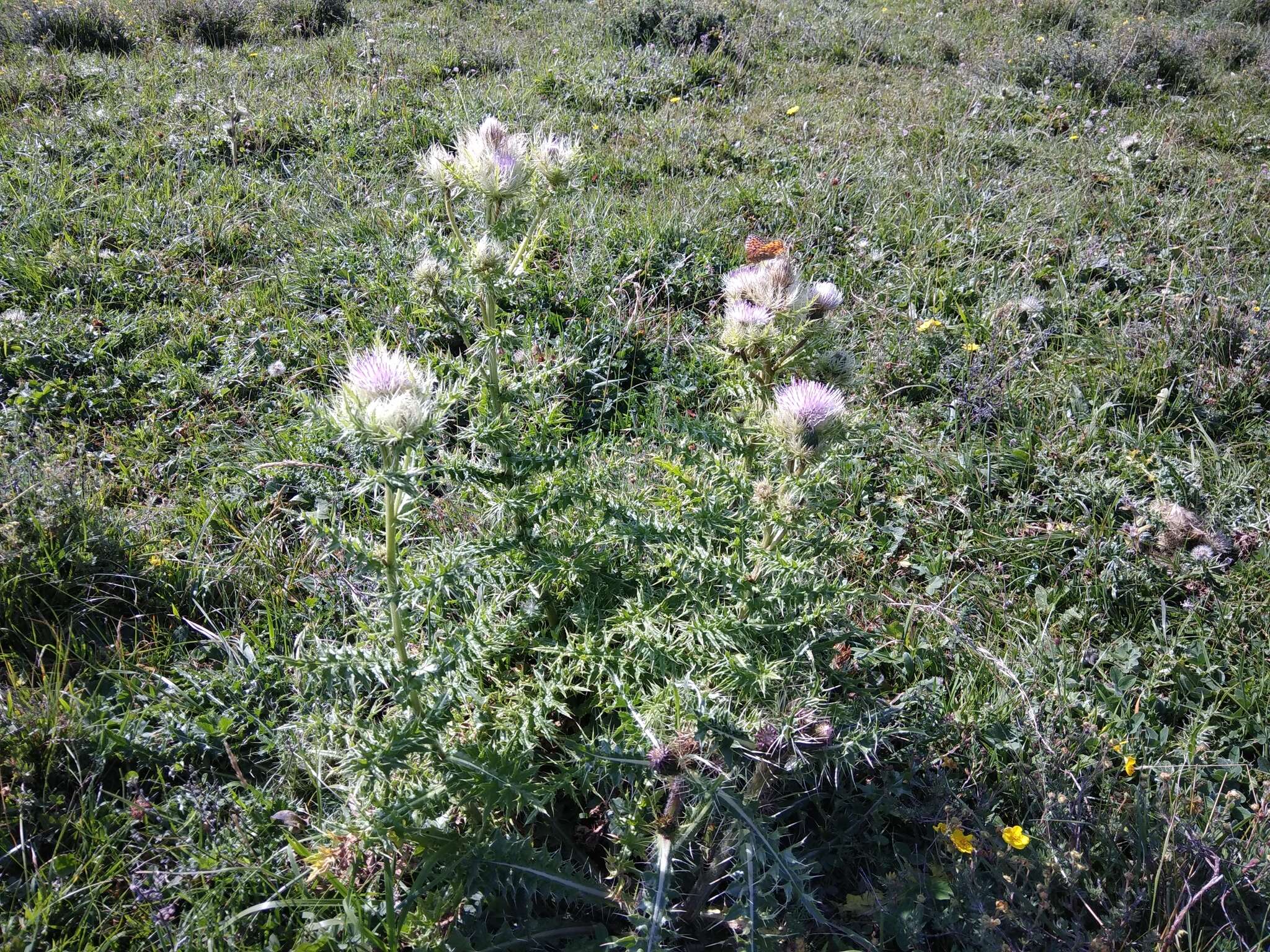 Image of Cirsium obvallatum (M. Bieb.) M. Bieb.