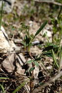 Image of Trigonella spicata Sm.