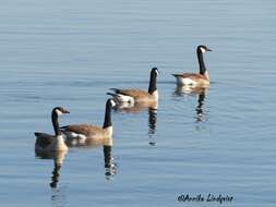 Image of Hawaiian goose