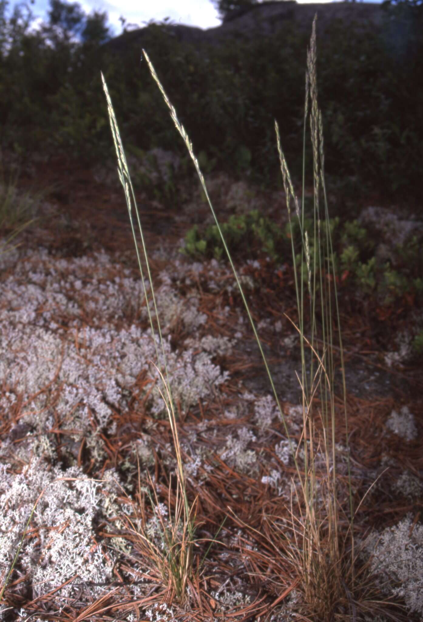 Image de Festuca saximontana Rydb.