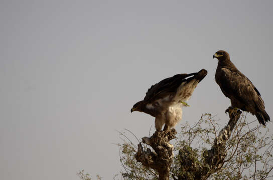 Image of Steppe Eagle