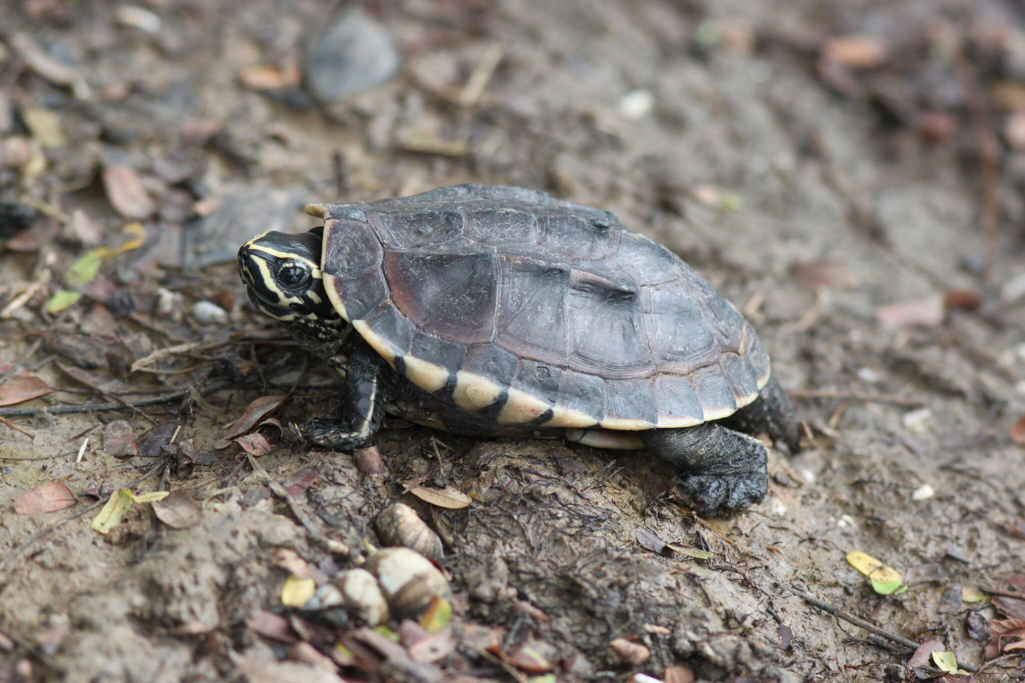 Image of Malayan snail-eating turtle
