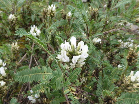 صورة Astragalus garbancillo Cav.