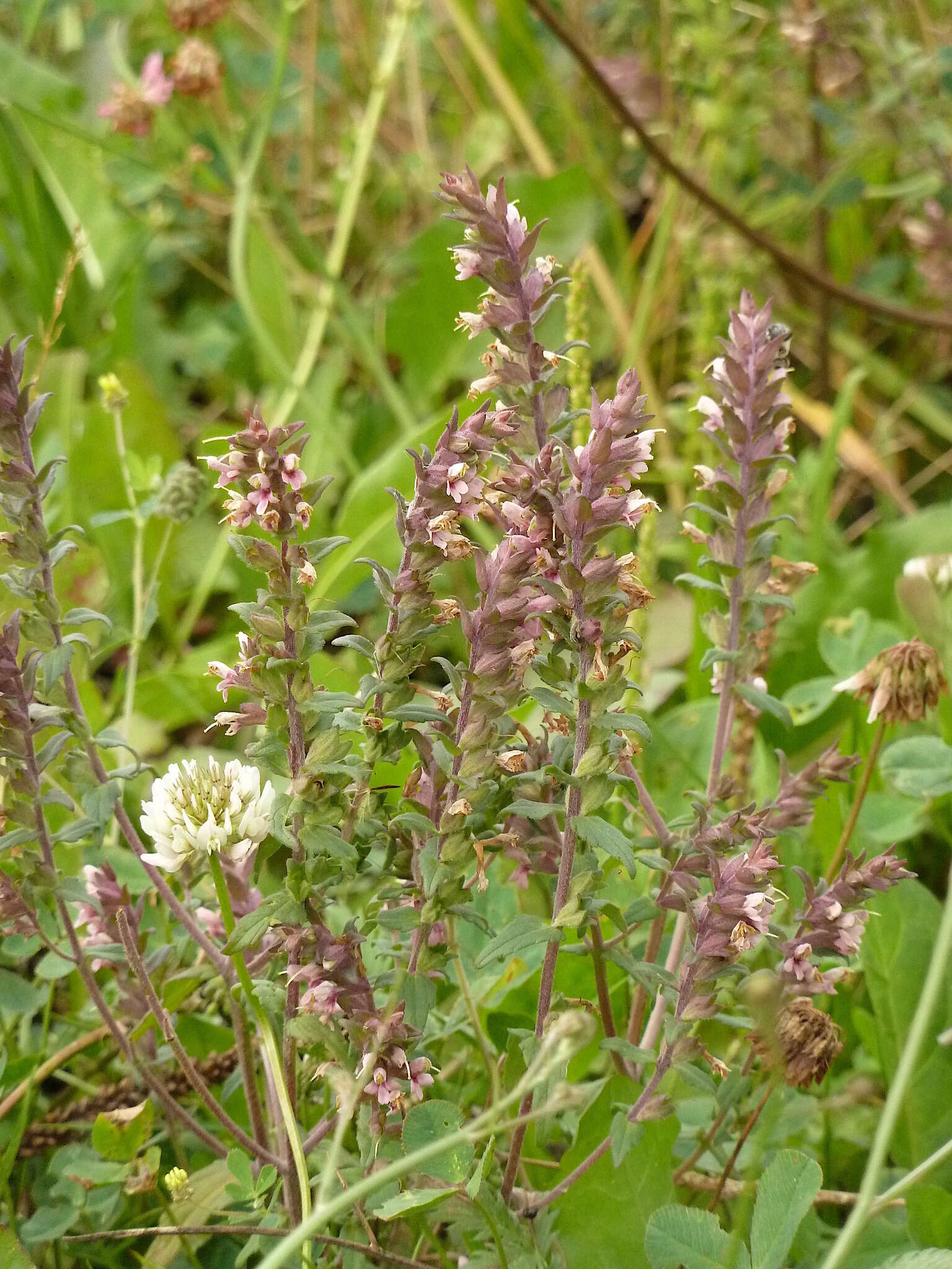 Image de Odontites vulgaris Moench