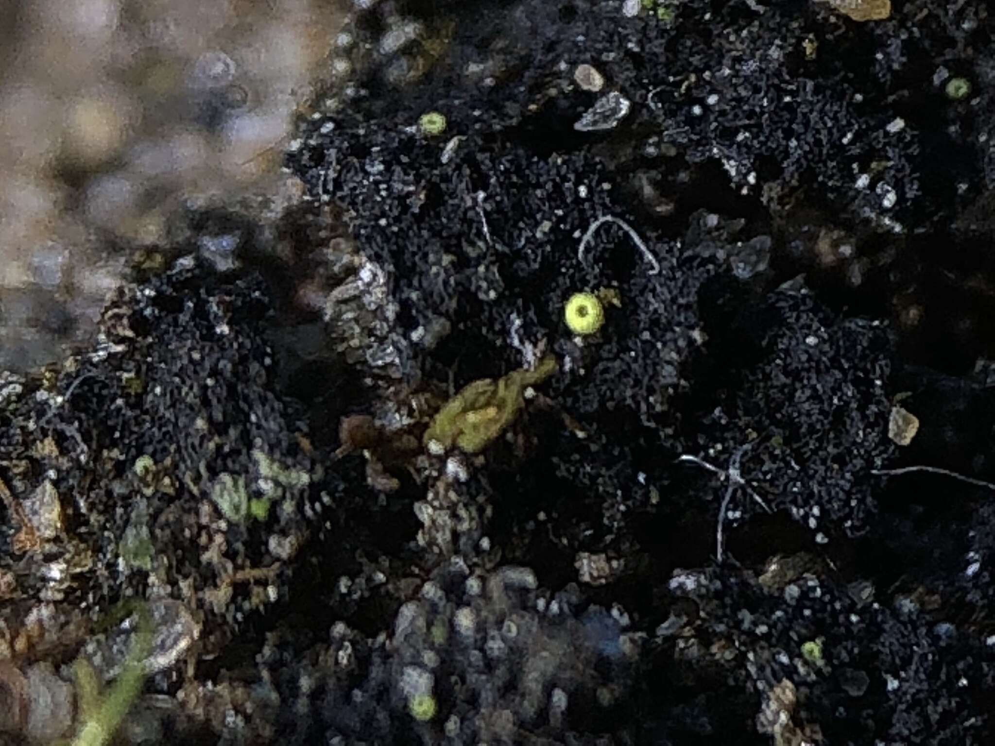 Image of thelocarpon lichen
