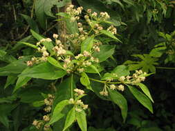 Plancia ëd Lippia myriocephala Schltdl. & Cham.