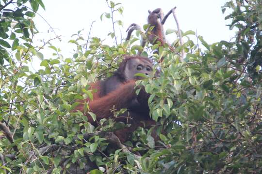 Image of Ponginae